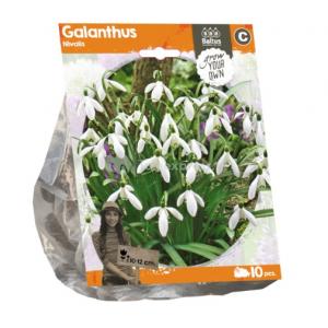 Baltus Galanthus Nivalis bloembollen per 10 stuks